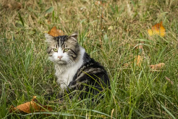 자연에서 귀여운 고양이를 닫습니다 — 스톡 사진