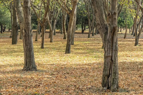 Opadłych Liści Ziemi Autumn Drzewa — Zdjęcie stockowe