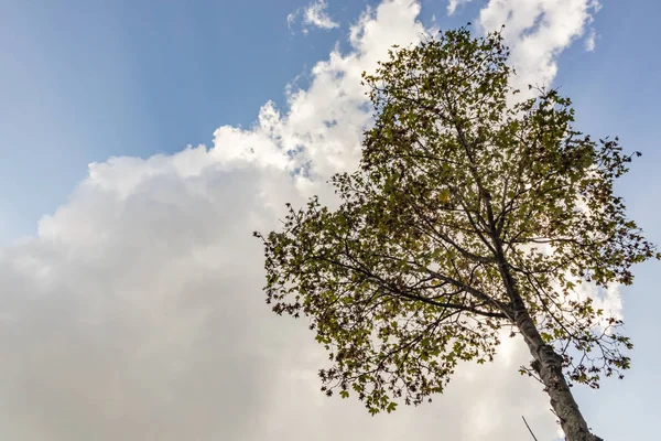 Arbre Feuilles Caduques Automne Ciel Bleu — Photo