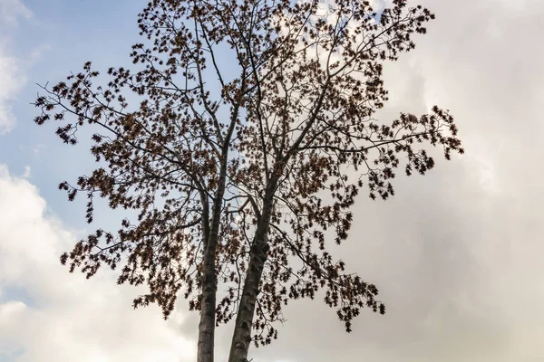 Laubbaum Herbst Und Blauer Himmel — Stockfoto