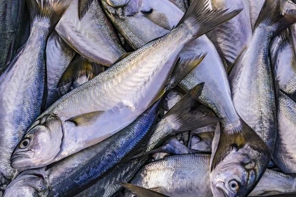 Balıklar Balık Pazarında Satılık Kapatın — Stok fotoğraf