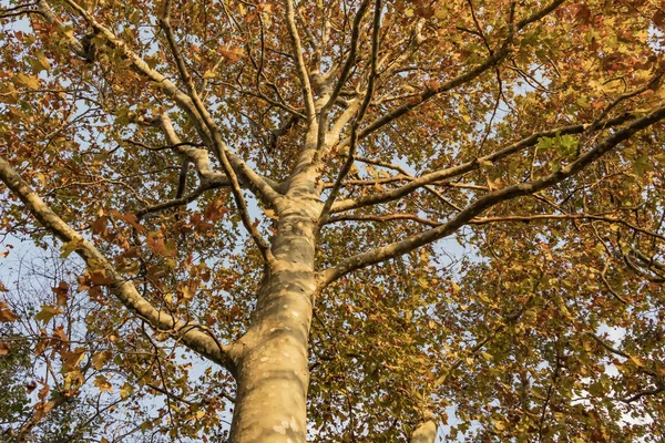 Arbre Feuilles Caduques Automne Ciel Bleu — Photo