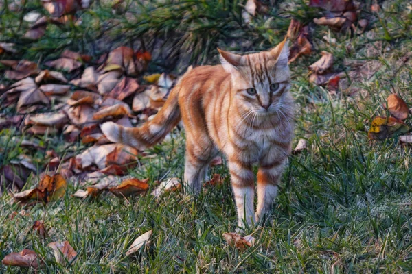 Vicino Carino Amici Gatti Natura — Foto Stock