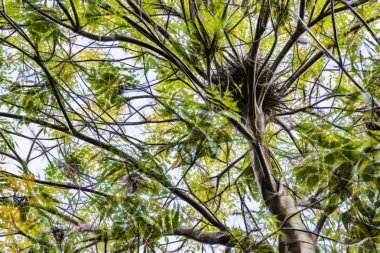 sonbahar sezonu ve mavi gökyüzünde yapraklı ağaç