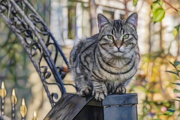 Cerca Lindo Amigos Gatos Naturaleza —  Fotos de Stock