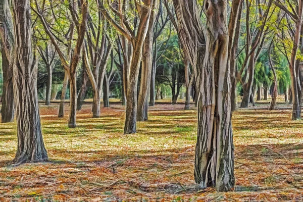 autumn trees and fallen leaves on the ground