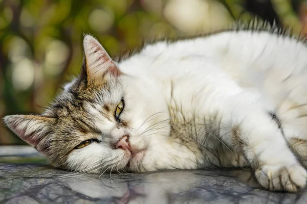 Cerca Lindo Amigos Gatos Naturaleza — Foto de Stock