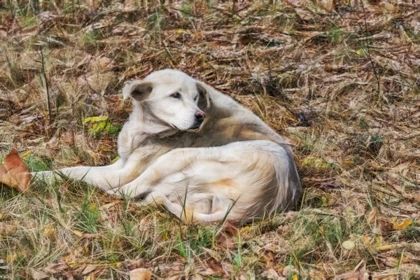 Cute Friend Sitting Dog Nature — Stock Photo, Image