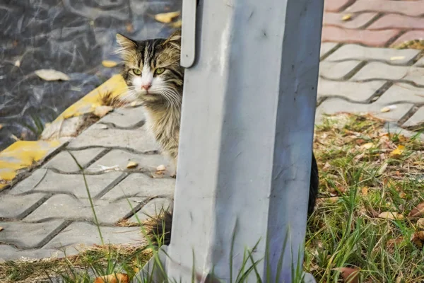 Aus Nächster Nähe Niedliche Freunde Katzen Der Natur — Stockfoto