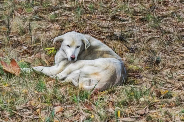 Netter Freund Sitzt Hund Der Natur — Stockfoto