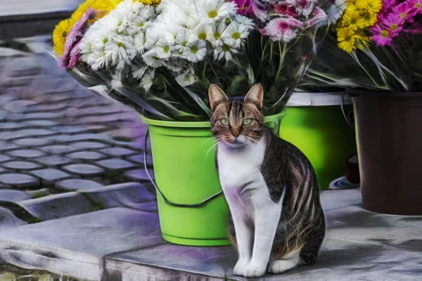 Sevimli Arkadaşlar Kediler Doğada Kapatın — Stok fotoğraf