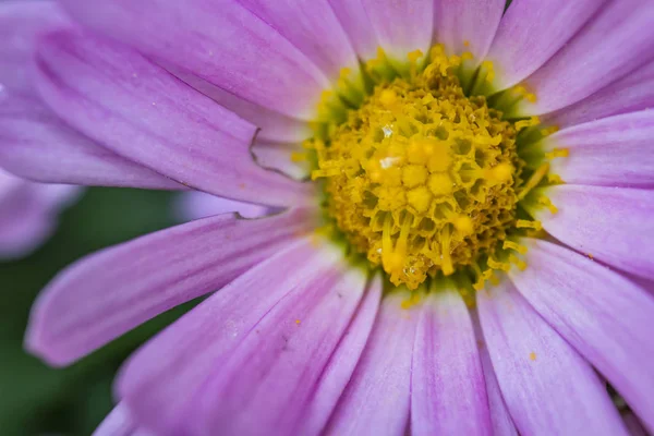 Wildblume Der Natur Mit Blütenblättern Hautnah Erleben — Stockfoto