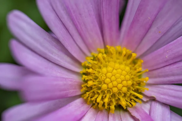 Крупним Планом Дика Квітка Природі Пелюстками — стокове фото