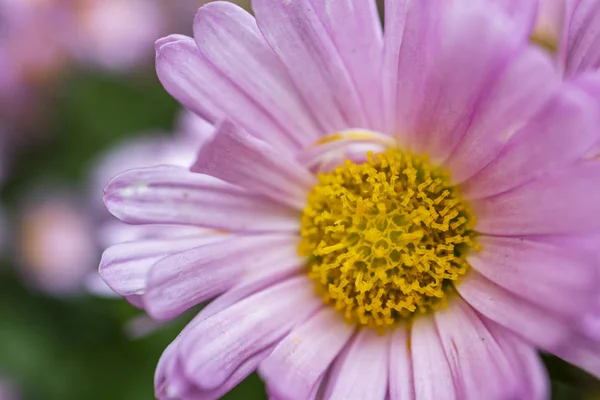 Gros Plan Fleur Sauvage Dans Nature Avec Des Pétales — Photo