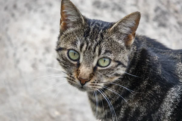 Cerca Lindo Amigos Gatos Naturaleza — Foto de Stock