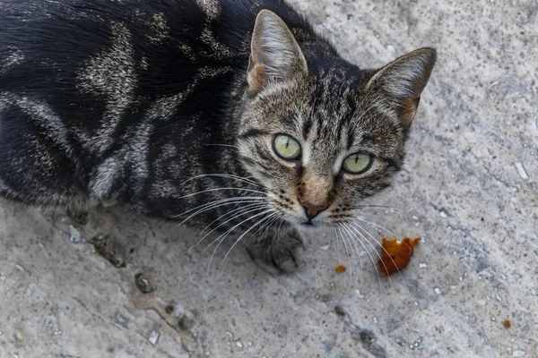 Cerca Lindo Amigos Gatos Naturaleza — Foto de Stock