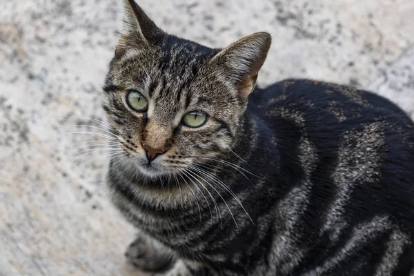 Cerca Lindo Amigos Gatos Naturaleza — Foto de Stock