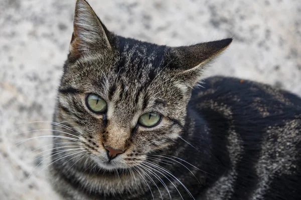 Cerca Lindo Amigos Gatos Naturaleza — Foto de Stock