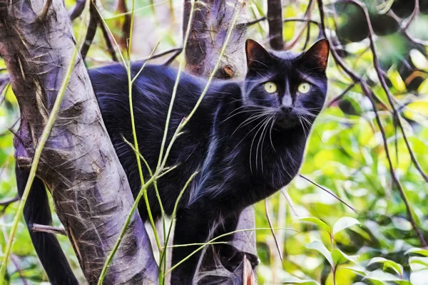 Aus Nächster Nähe Niedliche Freunde Katzen Der Natur — Stockfoto