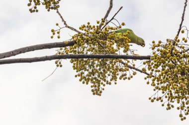ağaç dalı doğada üzerinde yeşil tüylü papağan