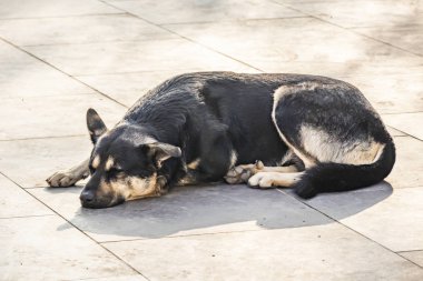 oturan ve köpek katta uyuyan kapatın
