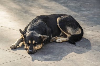 oturan ve köpek katta uyuyan kapatın