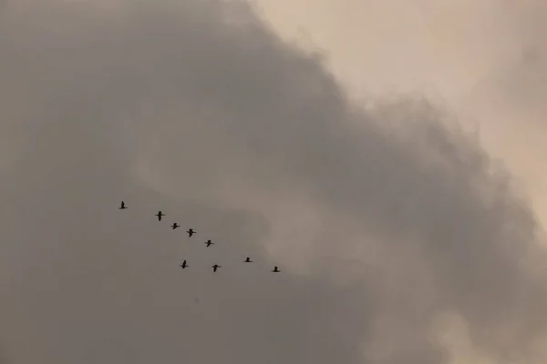 Облачное Небо Миграция Птиц — стоковое фото