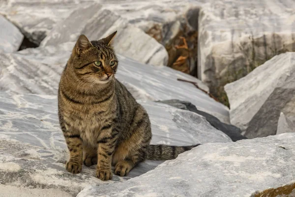 close up cute friends cats in nature