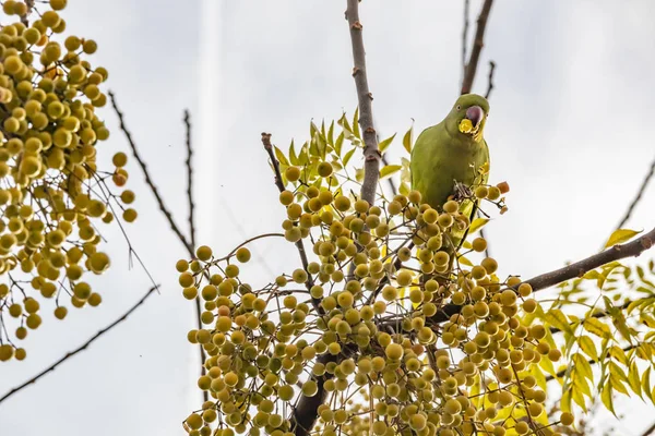 Papagaio Penas Verde Ramo Árvore Natureza — Fotografia de Stock