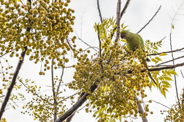 Pernaté Papoušek Větvi Stromu Přírodě — Stock fotografie