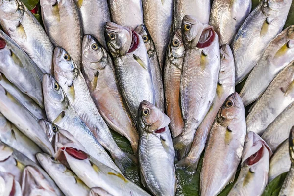 Taze Balıklar Balık Pazarında Satılık — Stok fotoğraf