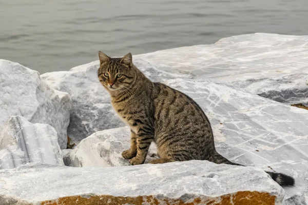 Close Cute Friends Cats Nature Stock Photo