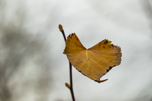 Ağacın Doğadaki Sonbahar Yaprağı — Stok fotoğraf