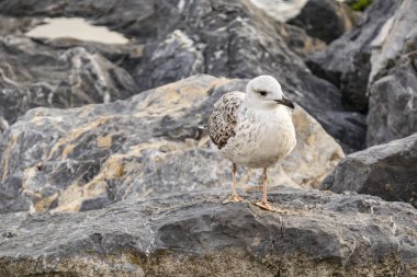 Martı kaya doğada deniz tarafında yukarıya kapatmak