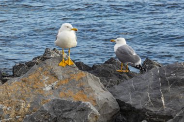 Martı kaya doğada deniz tarafında yukarıya kapatmak