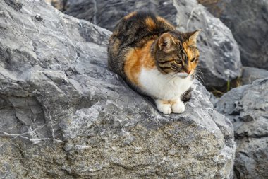 sevimli arkadaşlar kediler doğada kapatın