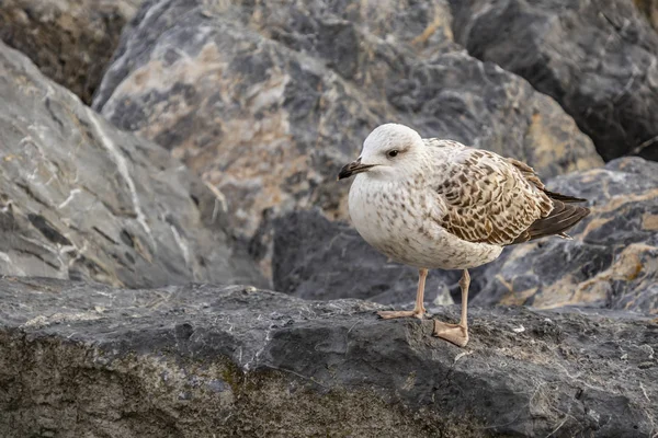 Möwe Hautnah Auf Felsen Meer Der Natur — Stockfoto