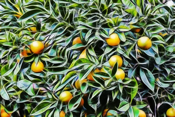 Orangenbaum Und Orangen Mit Grünen Blättern Der Natur — Stockfoto