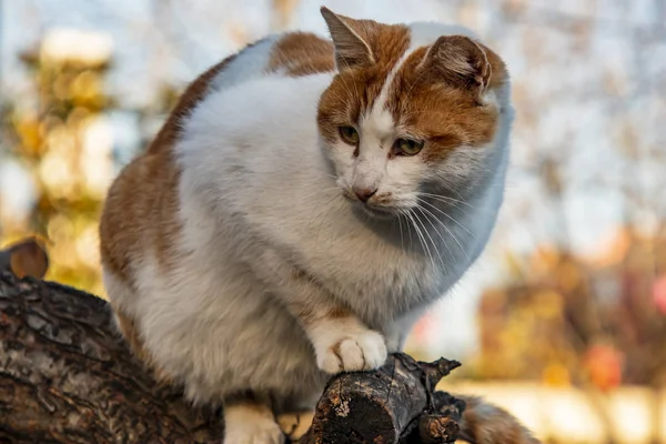 Aus Nächster Nähe Niedliche Freunde Katzen Der Natur — Stockfoto