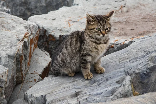 Aus Nächster Nähe Niedliche Freunde Katzen Der Natur — Stockfoto