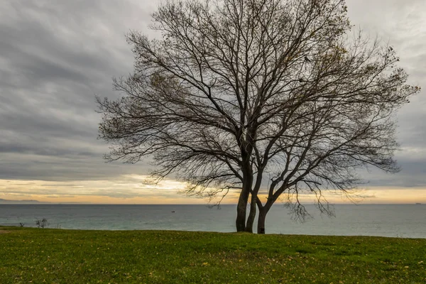 Nuvole Alberi Decidui Nella Stagione Invernale Riva Mare — Foto Stock