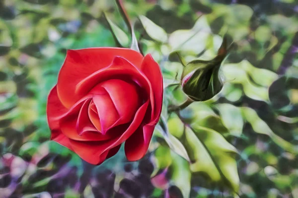 Kwiat Róży Elegancji Natura Bliska — Zdjęcie stockowe