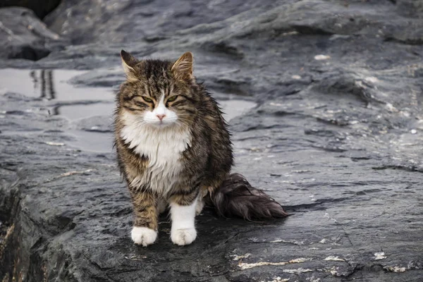 Aus Nächster Nähe Niedliche Freunde Katzen Der Natur — Stockfoto