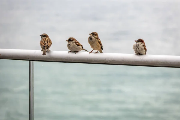 Sparrows Handrail Nature — Stock Photo, Image