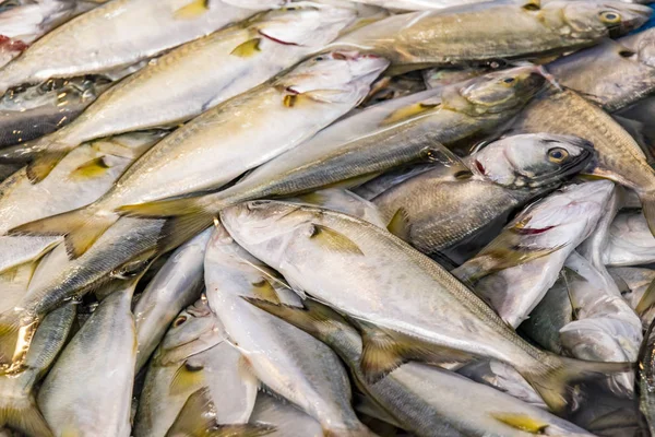 魚の市場の販売のための新鮮な魚 — ストック写真