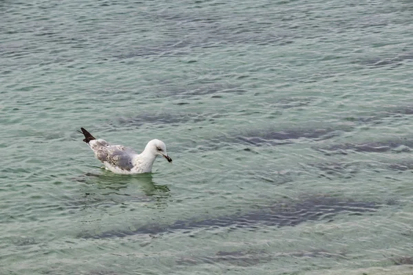 Gaivota Lado Mar Natureza — Fotografia de Stock