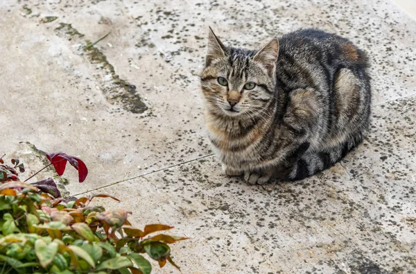 Cerca Lindo Amigos Gatos Naturaleza — Foto de Stock