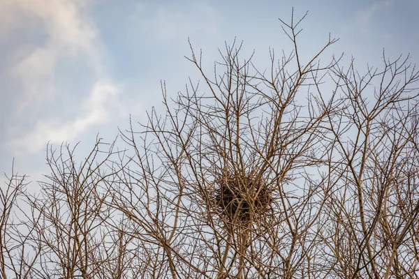 Birdhouse Drzewo Przyrodzie — Zdjęcie stockowe