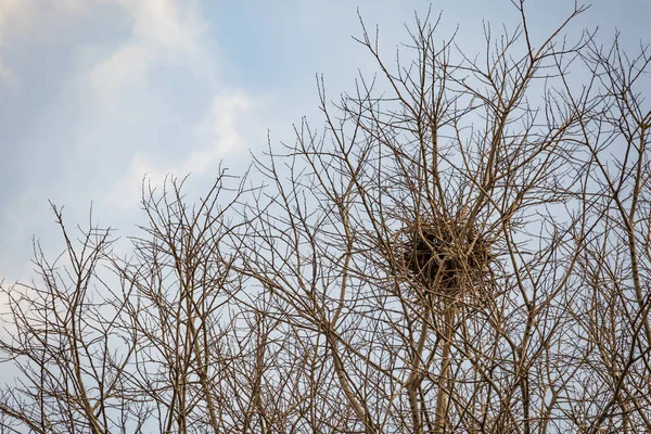 Fågelholk Träd Naturen — Stockfoto