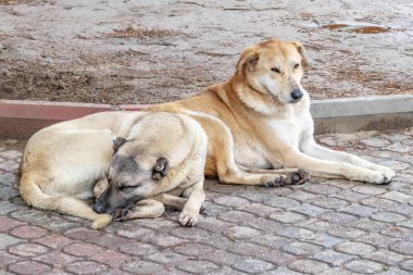 our friends dogs on the street